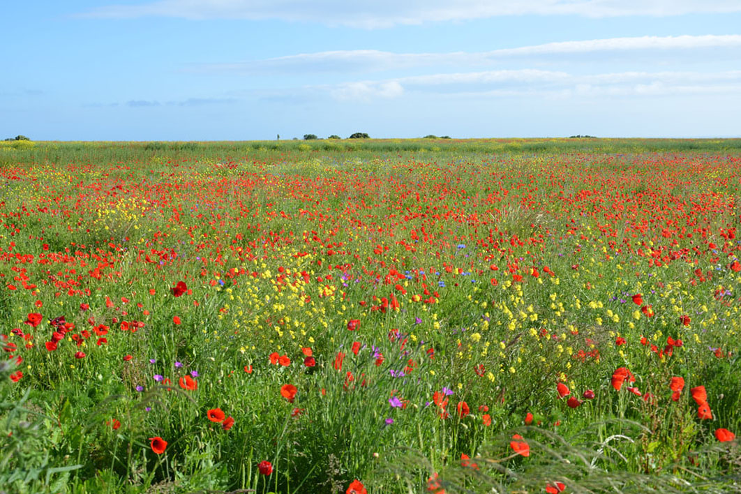 A field of poppies in Normandy A field of red poppies under a blue sky